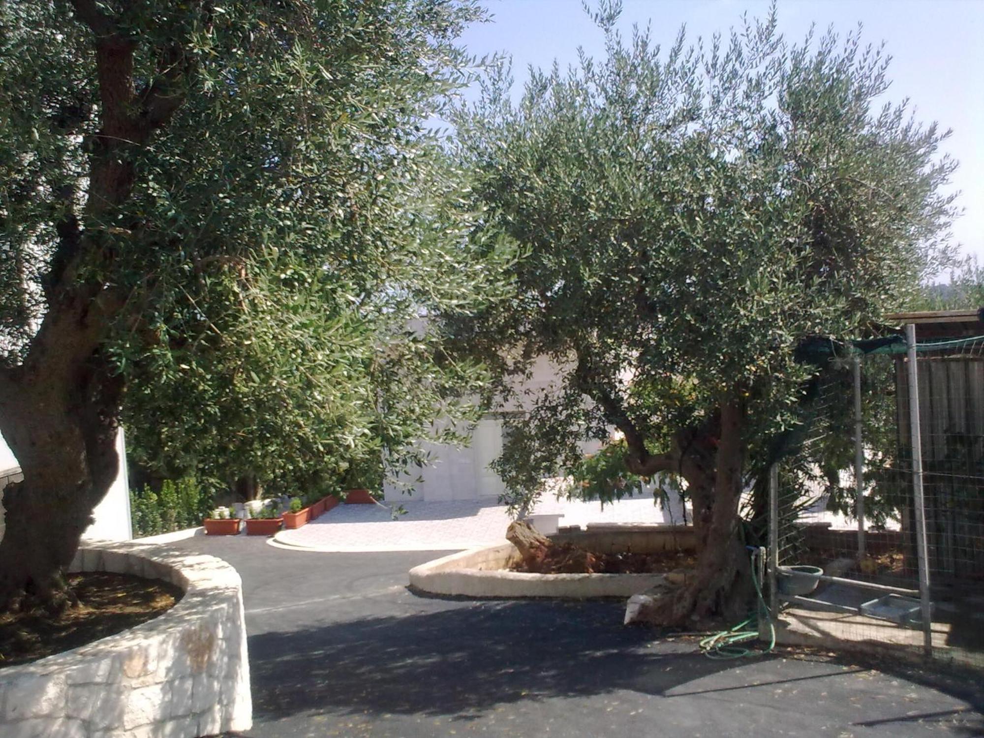 Bed & Breakfast La Collinetta Bed and Breakfast Locorotondo Exterior foto