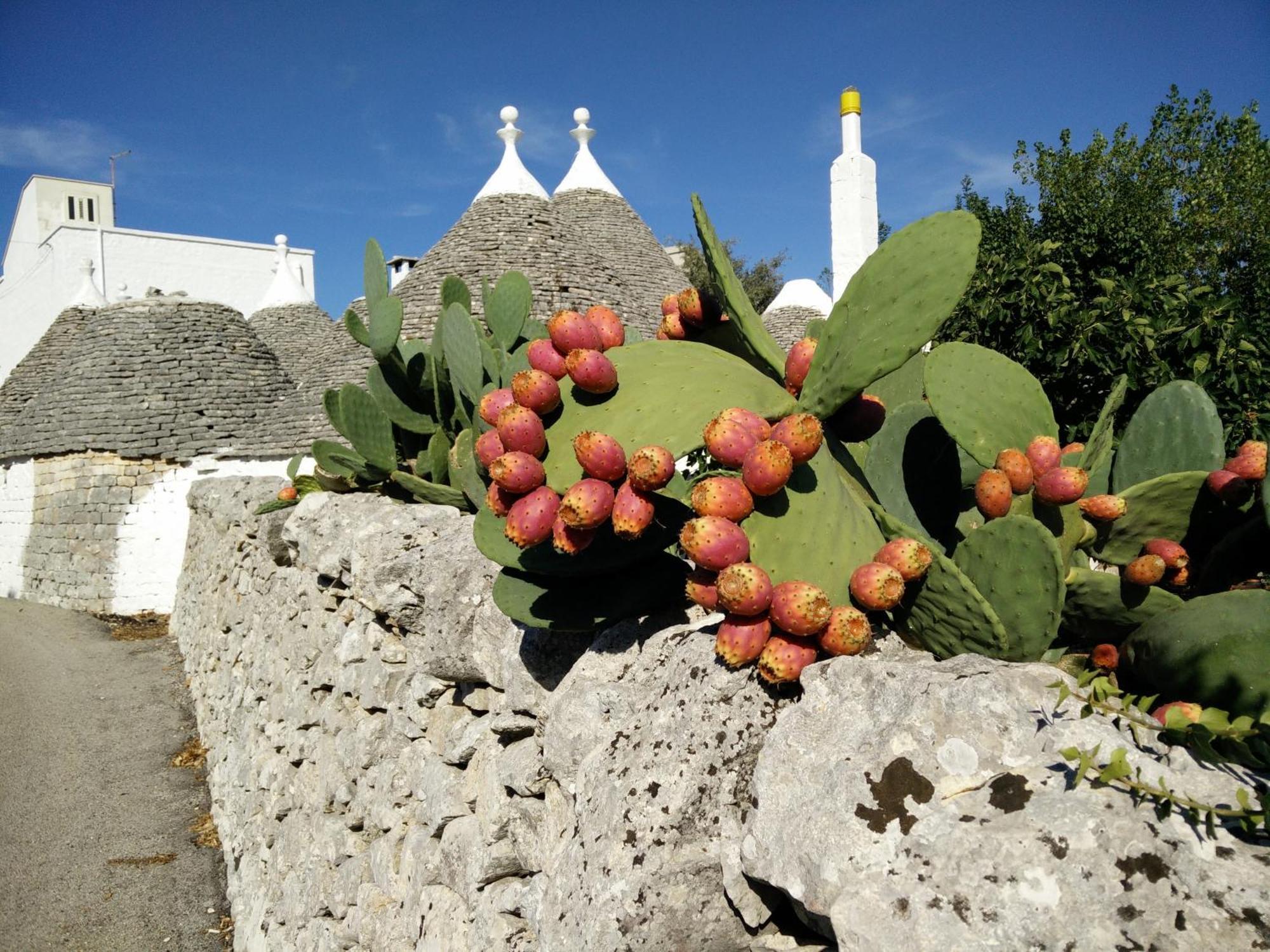 Bed & Breakfast La Collinetta Bed and Breakfast Locorotondo Exterior foto